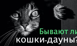 Сколько можно заработать на Amazon-сайте про котиков и как профукать $75М?