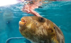 Кейс AquariumAdviser.com: разбор сайта под партнерку Amazon